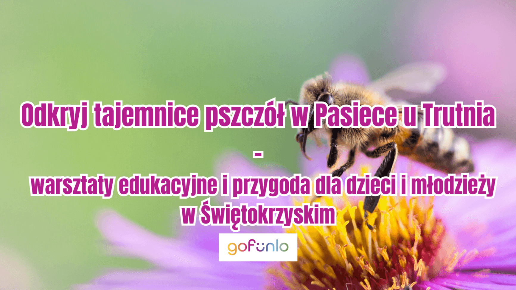 Odkryj tajemnice pszczół w Pasiece u Trutnia – warsztaty edukacyjne i przygoda dla dzieci i młodzieży w Świętokrzyskim