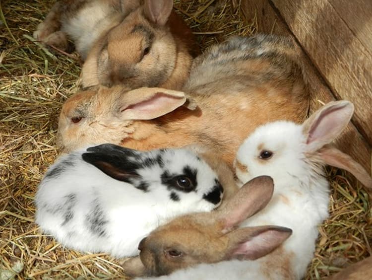 Grill & Safari - Strusia Farma Kniewo