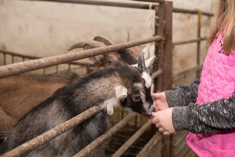 Edukacja poza ławką szkolną- Dolny Śląsk- Zagroda edukacyjna Marianówek