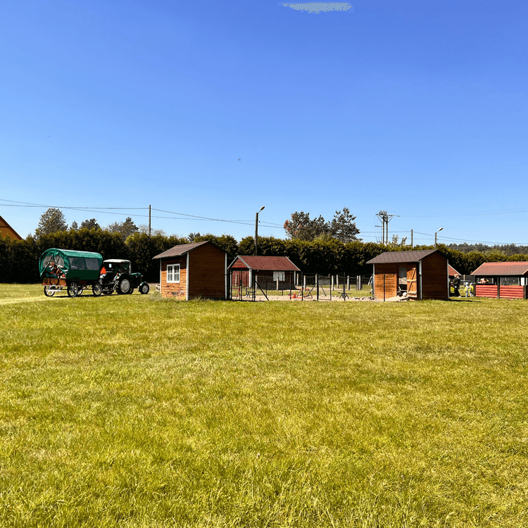 Struś na wypasie - Strusia Farma Kniewo