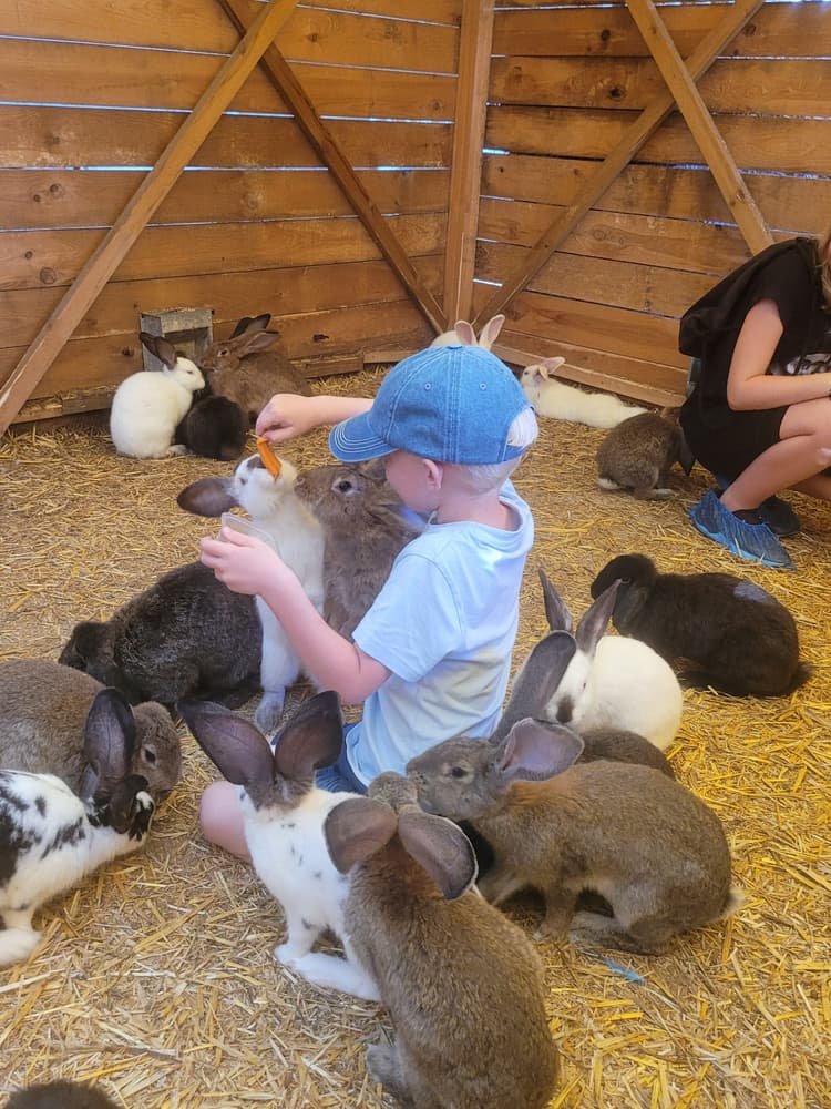 Pobyt w Króliczarni, zabawa ze zwierzętami - Atrakcje dla dzieci