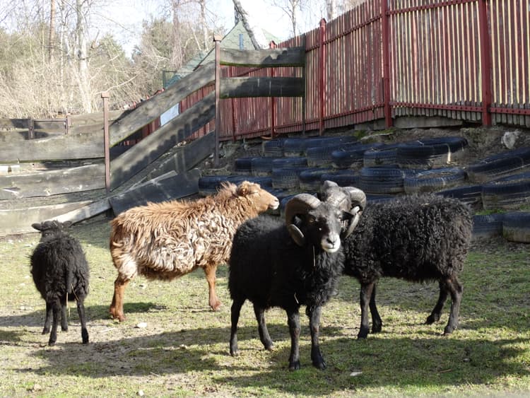 Na wsi fajnie jest!-Mazowieckie Sioło Julianówka