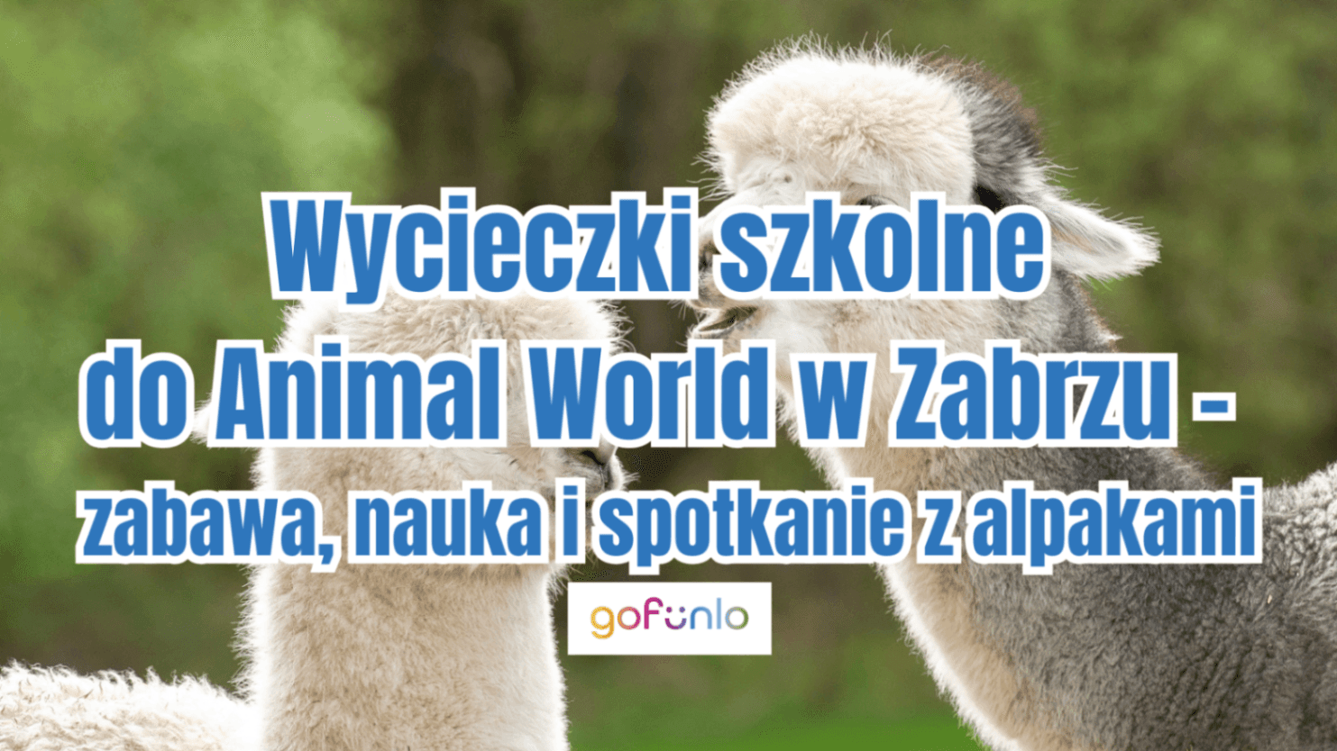 School trips to Animal World in Zabrze – fun, learning, and meeting alpacas