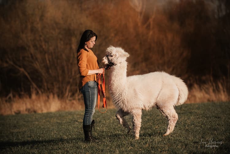 Spotkaj się z Alpakami w Zagrodzie Alpakigi