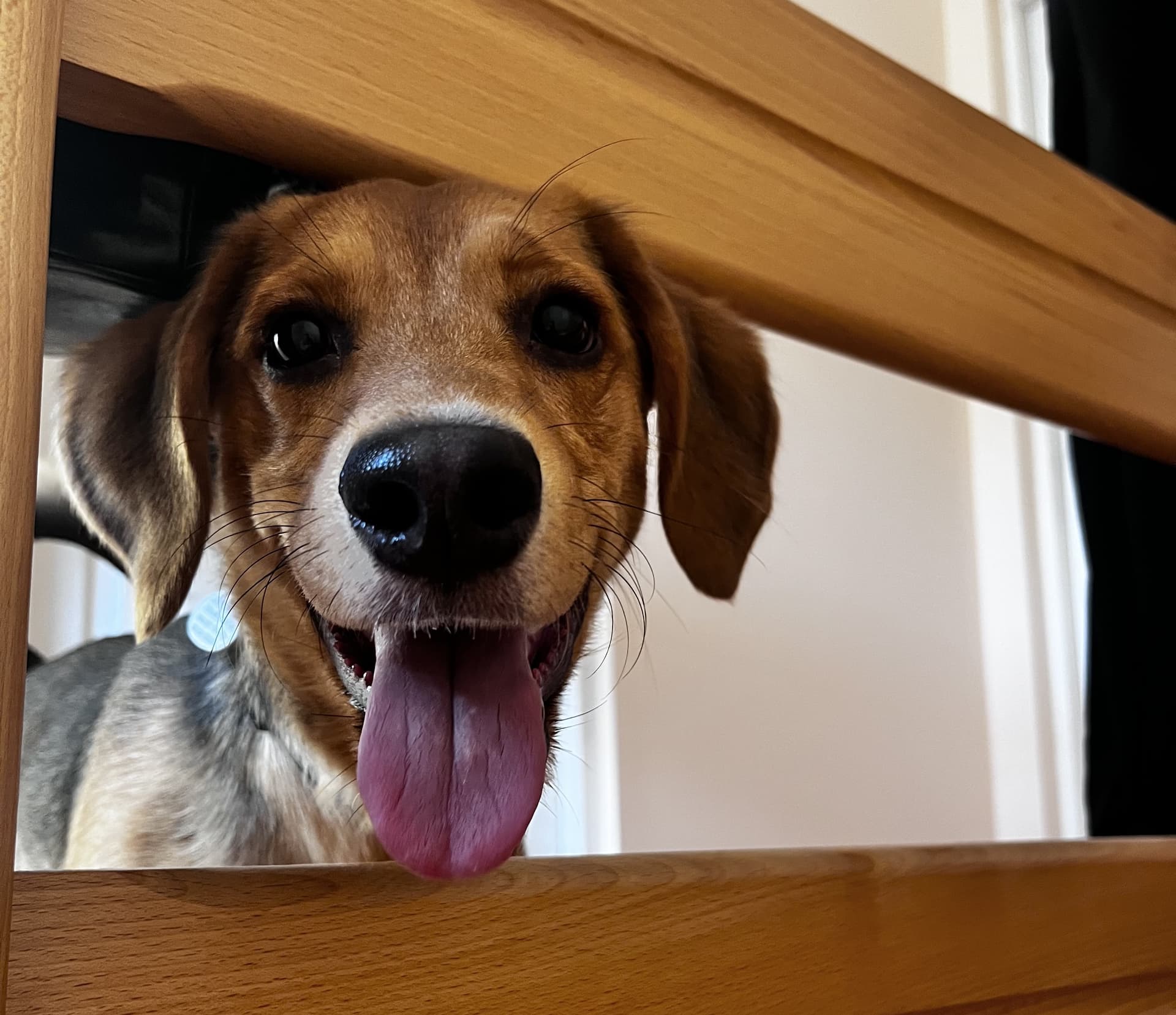 Co Zrobić z Pupilem Podczas Podróży?