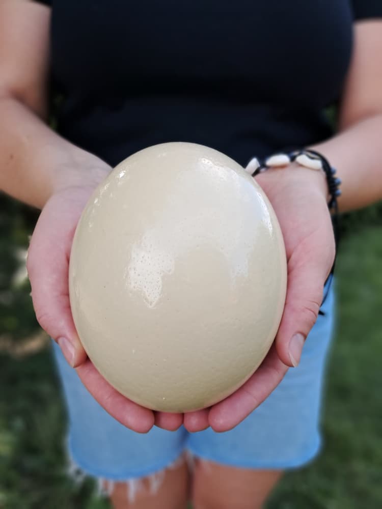 Laboratorium Jajka - Strusia Farma Kniewo