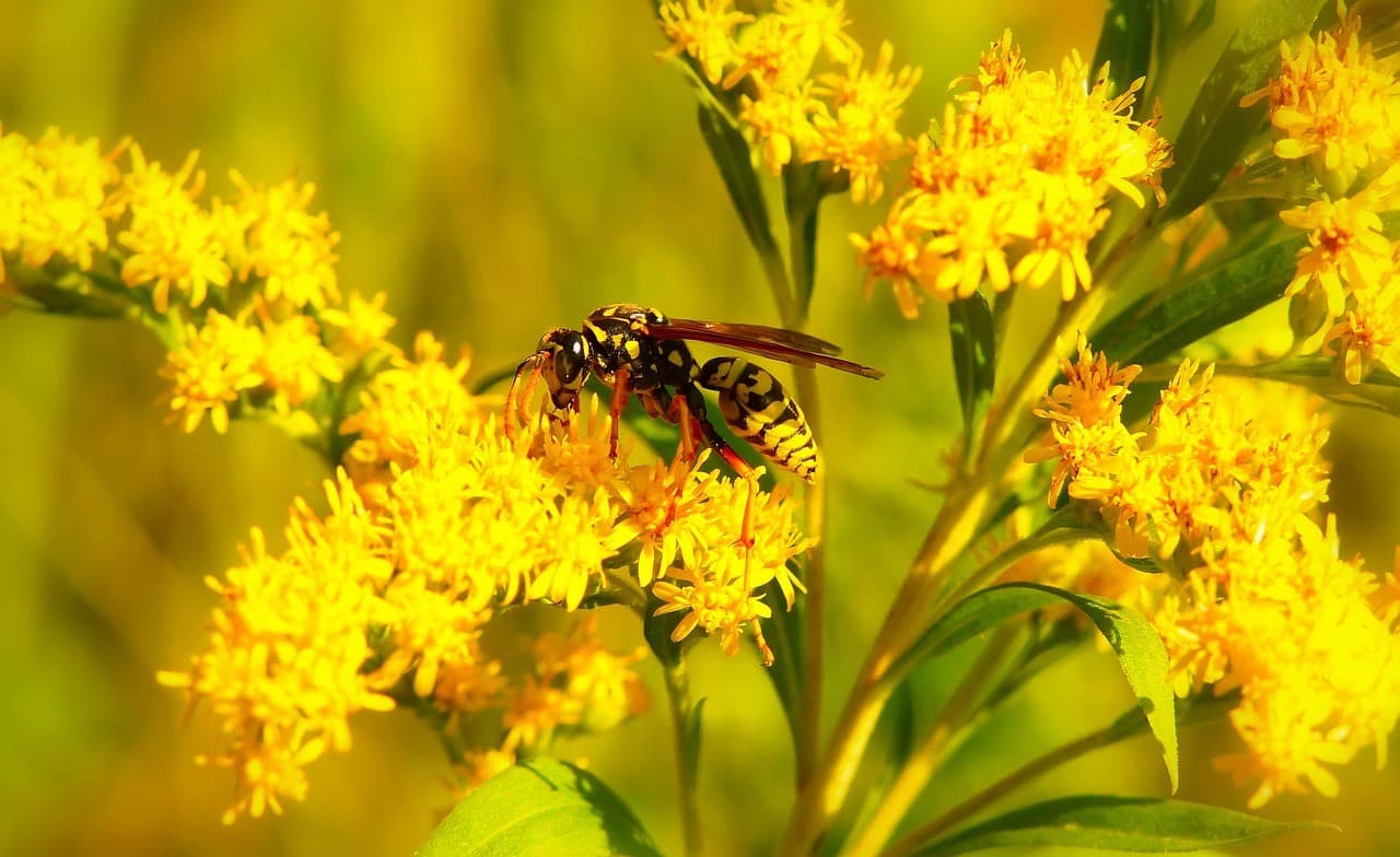 What to Do When a Child Gets Stung by a Wasp? Home Remedies for Quick Pain and Swelling Relief