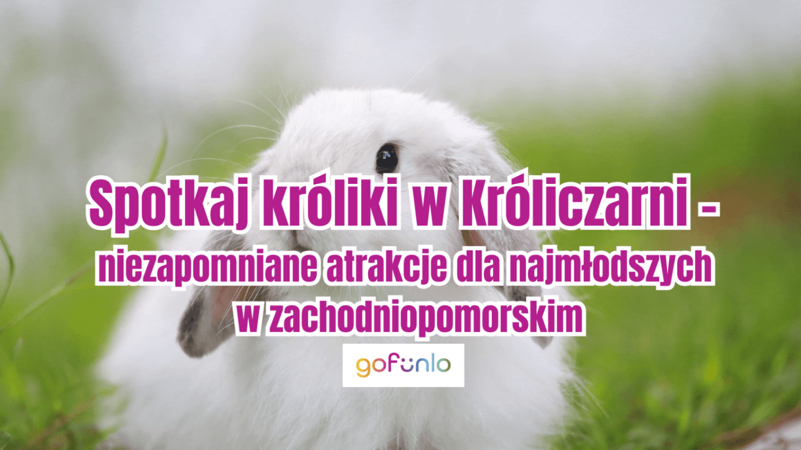 Meet the bunnies at the Bunny House – unforgettable attractions for the little ones in West Pomerania