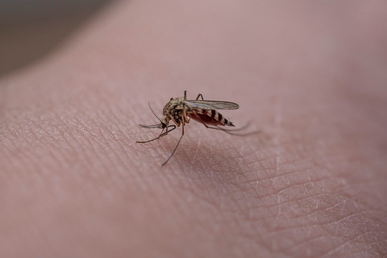 Home remedies for mosquito bites – how to quickly relieve itching and swelling.