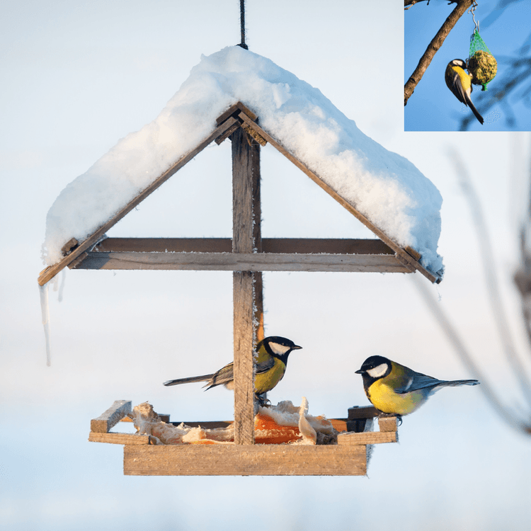 Birds wintering in Poland, balls for birds, feeders.