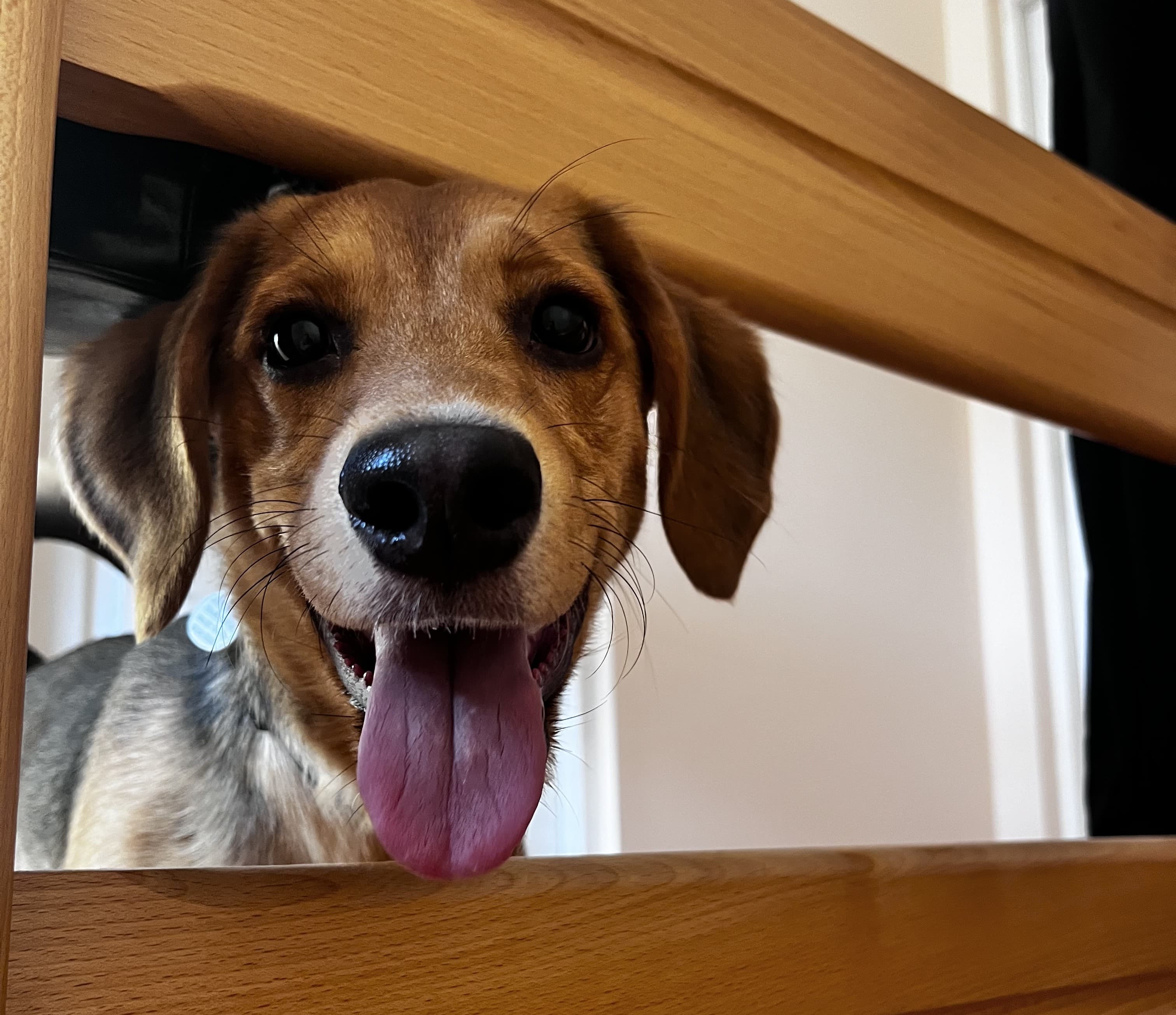 Co Zrobić z Pupilem Podczas Podróży?