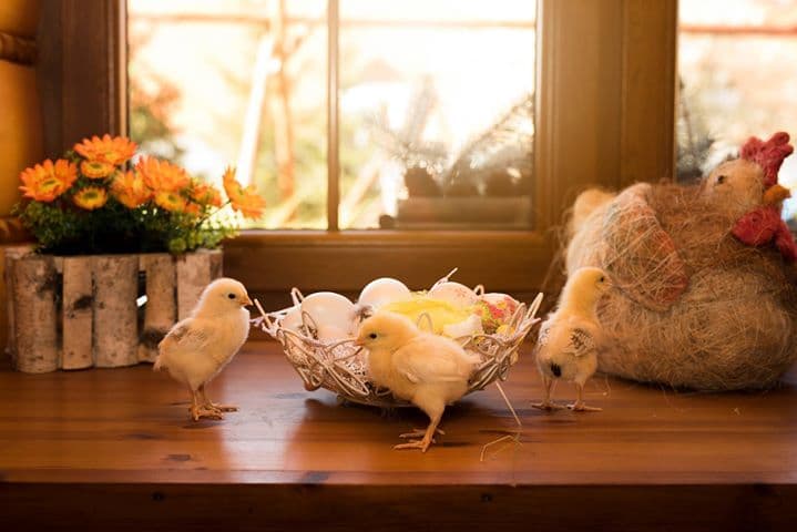 🐇Warsztaty Wielkanocne- Dolny Śląsk-Zagroda Edukacyjna Marianówek